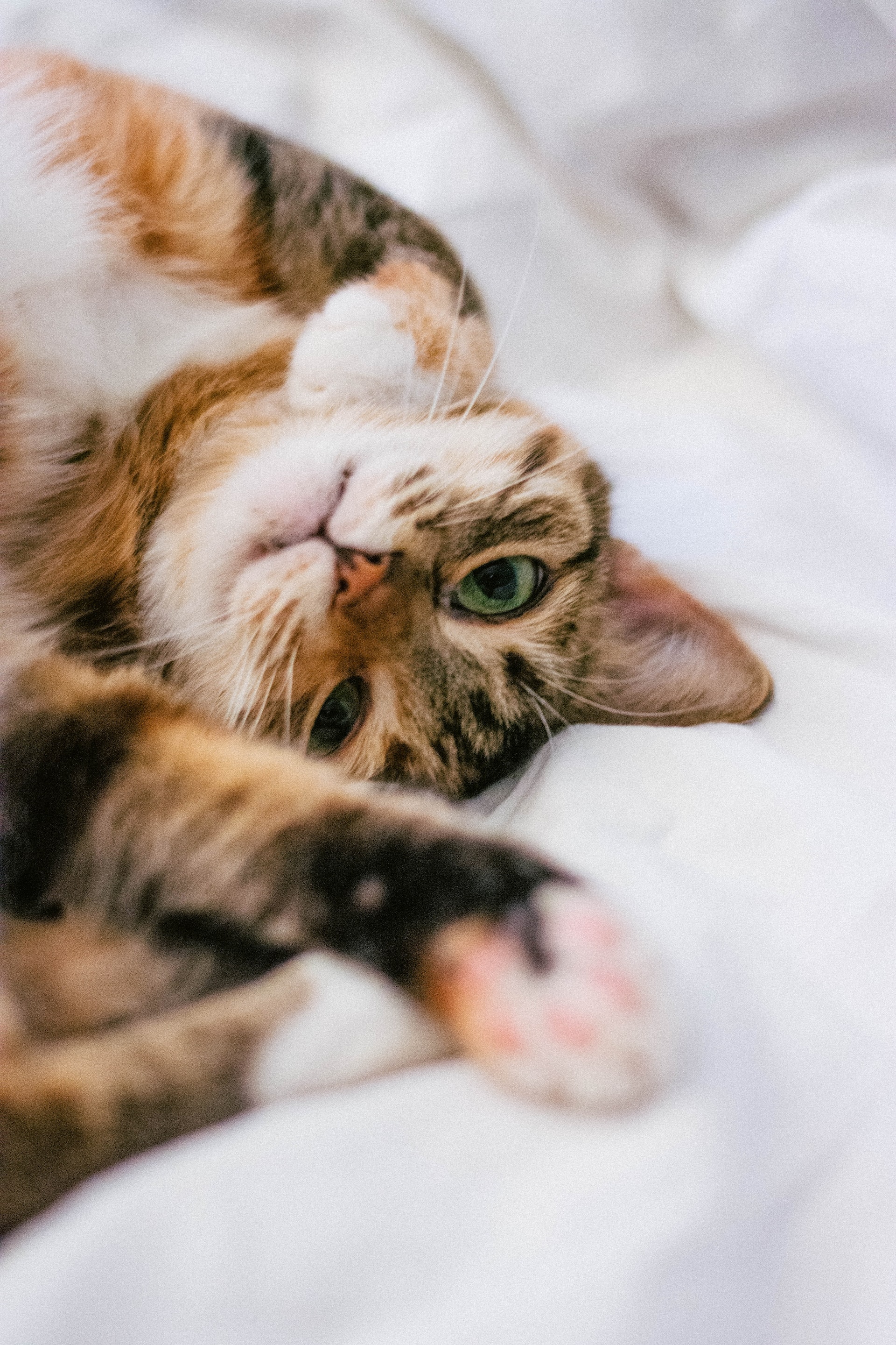 gatito