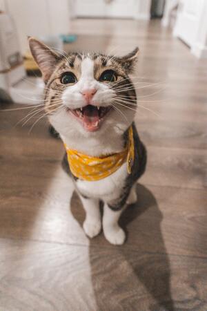 gatito feliz